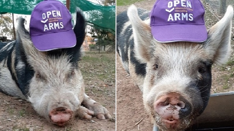 Pigs